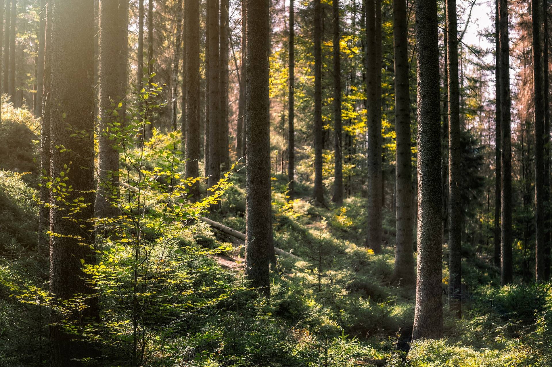 Waldbaden