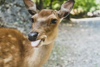 Wildpark